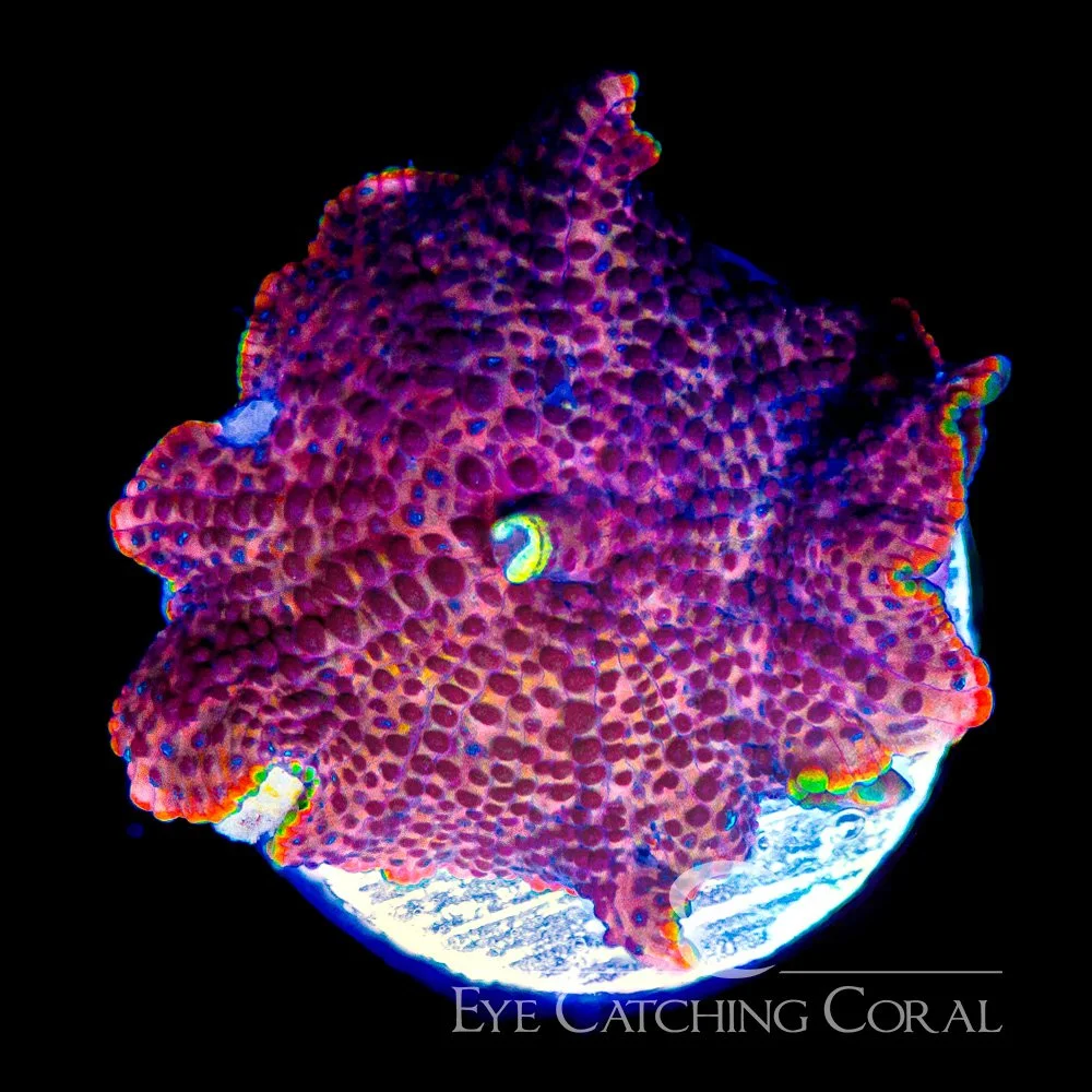 ECC Net Runner Disco Mushroom Frag — Special Order [AC1068]