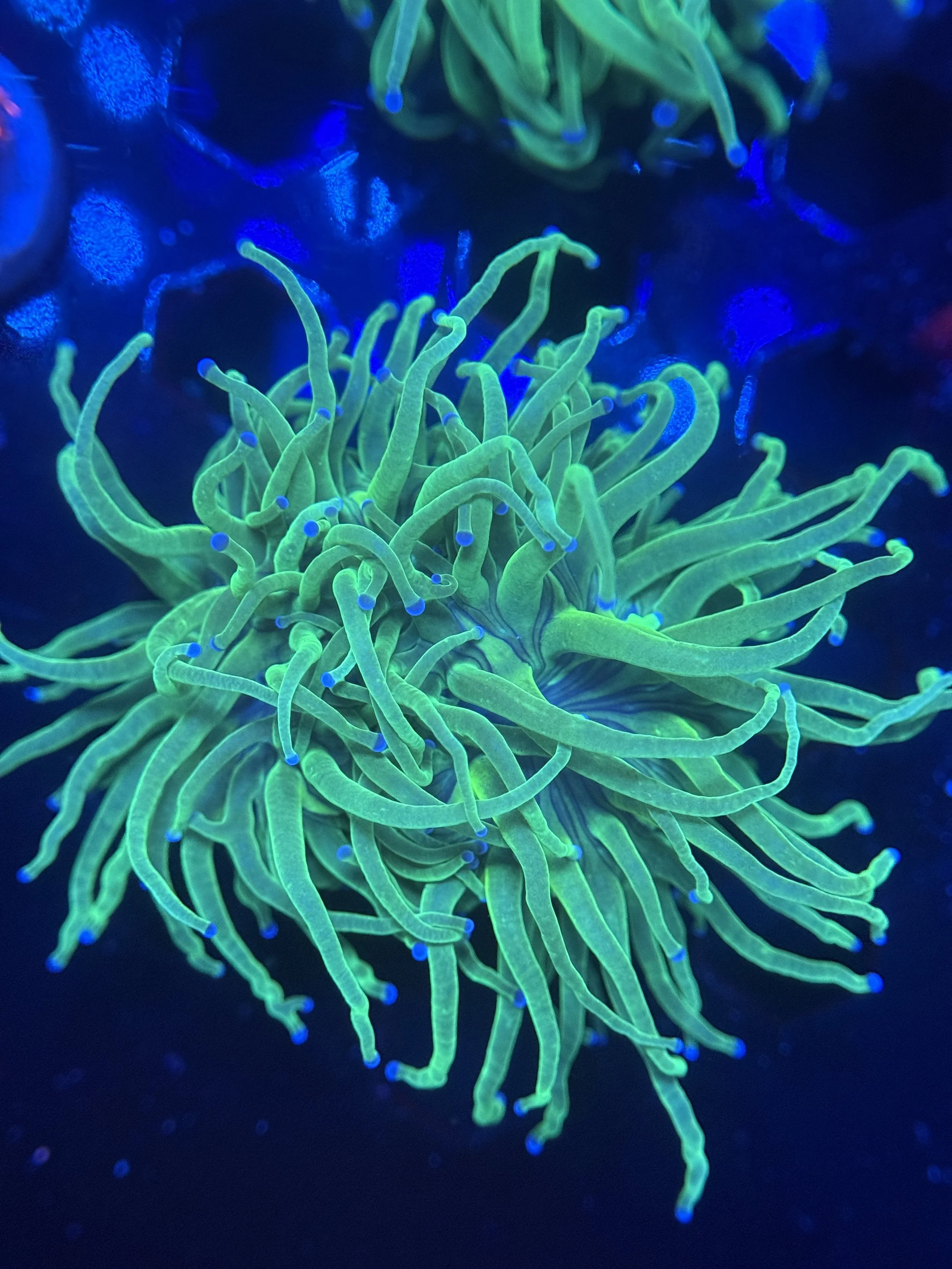 Todd’s Torch Frag $65.JPG