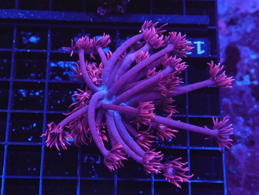 B131 - Aussie Mystic Pink Goniopora Cultured — Special Order [SDC-B131]
