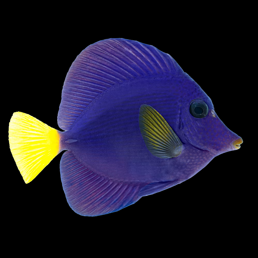 Purple Tang.png