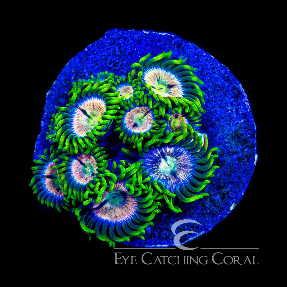 ECC Pink Bliss Zoanthid Frag (4+Polyp Average) — Special Order [AC1049]