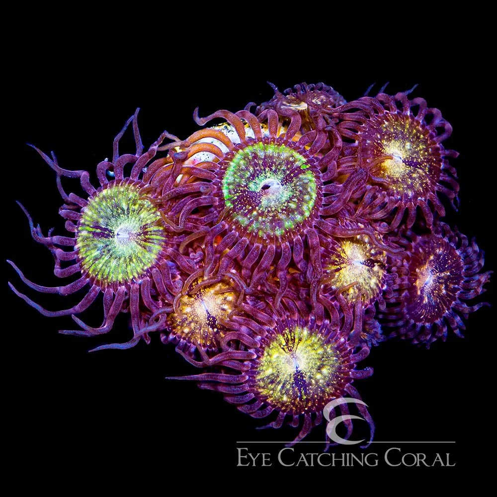 ECC Pink & Gold Zoanthid Frag (4+ Polyp Average) — Special Order [AC106]
