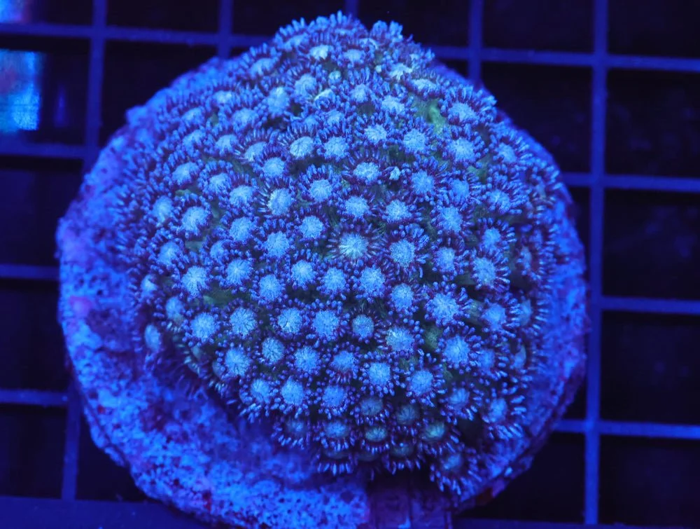 B40 -Indo Glitter Bomb Goniopora — Special Order [SDC-B40]