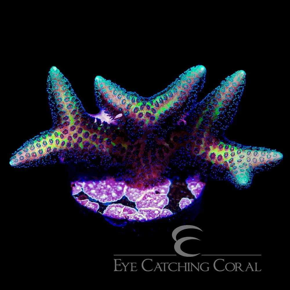 ECC Twisted Birdsnest Frag — Special Order [AC1096]