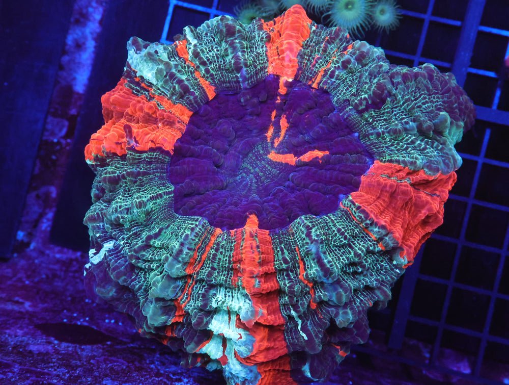 B50 -Malaysian Neptune Splash Acanthophyllia — Special Order [SDC-B50]