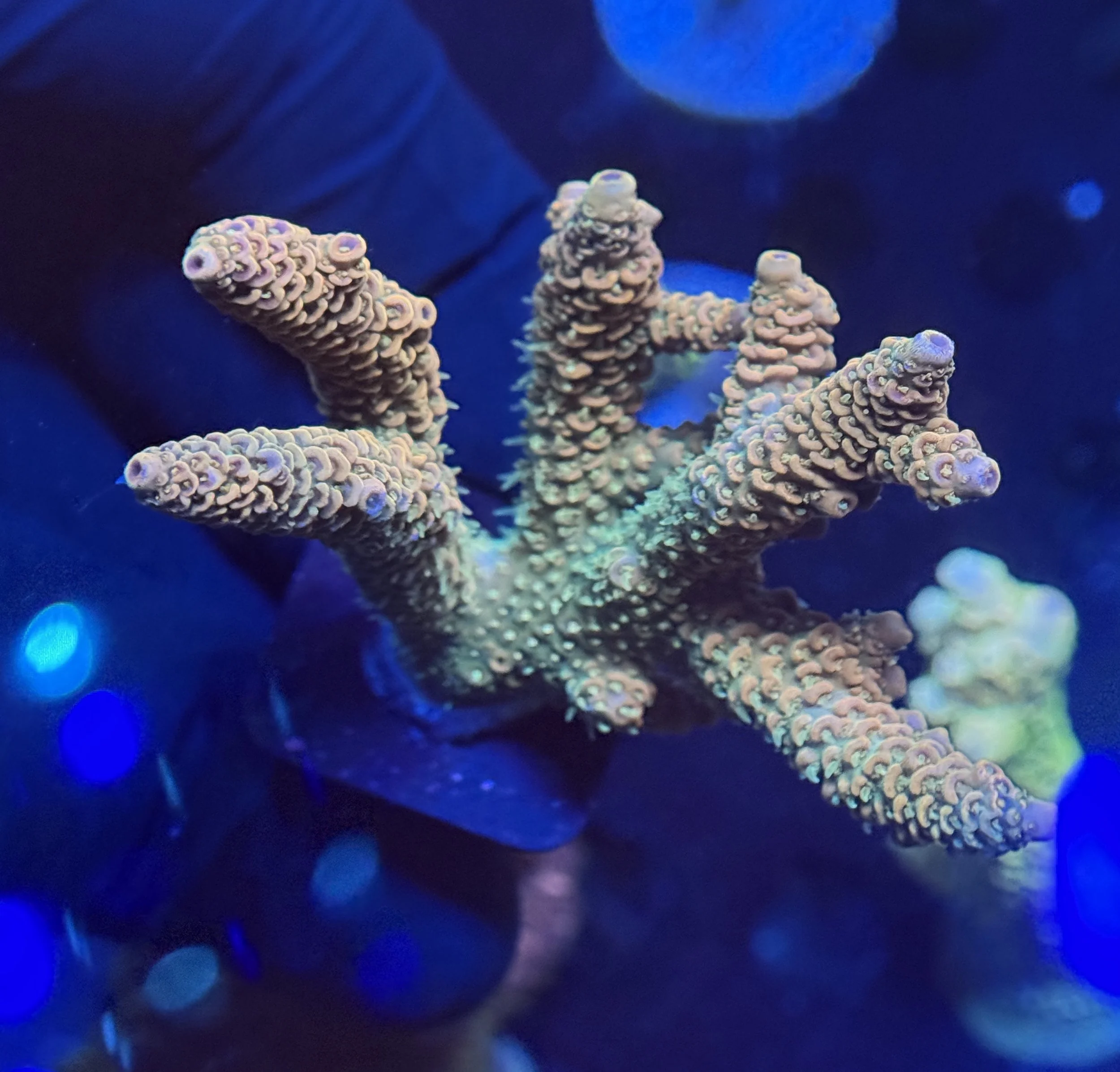 Millie Acropora Cultured 002