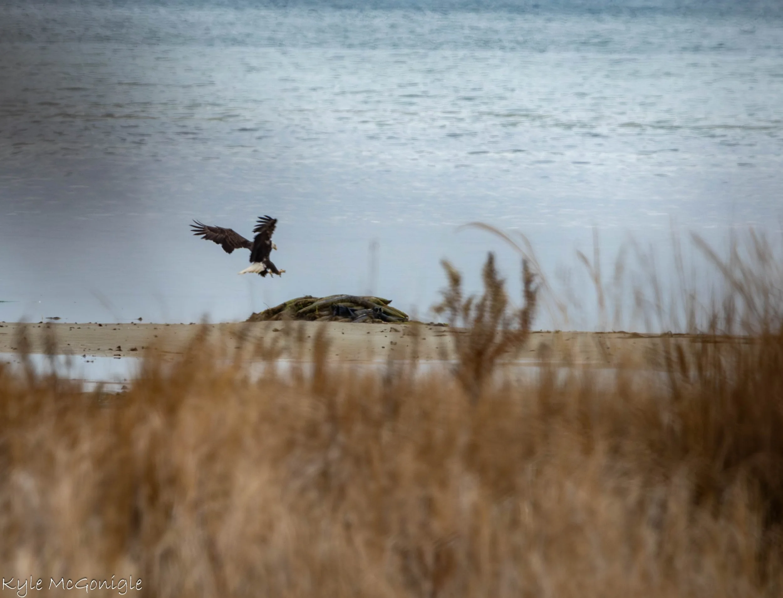 Bald Eagle landing on the beach