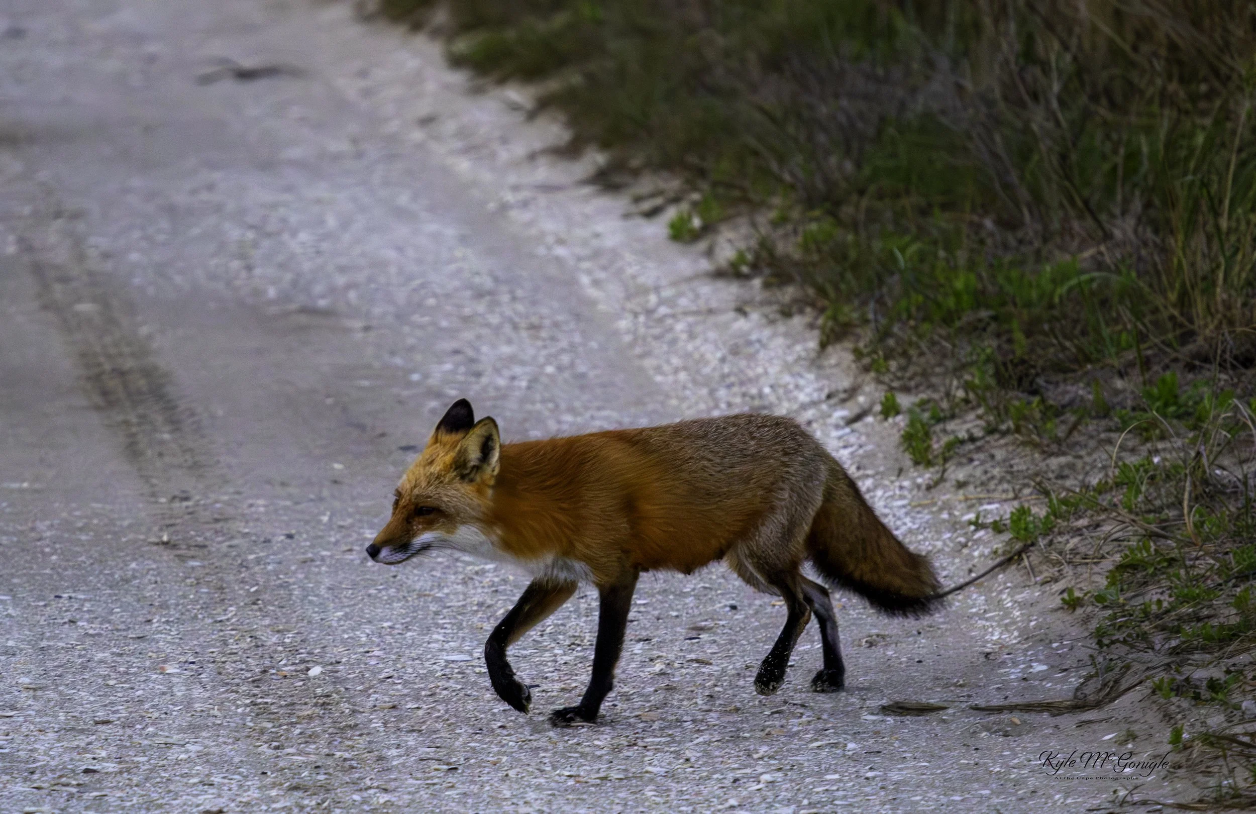Fox Mom (4_2026).jpg