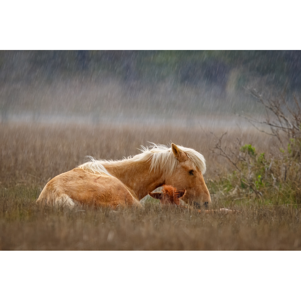Chincotegue pony with new foal