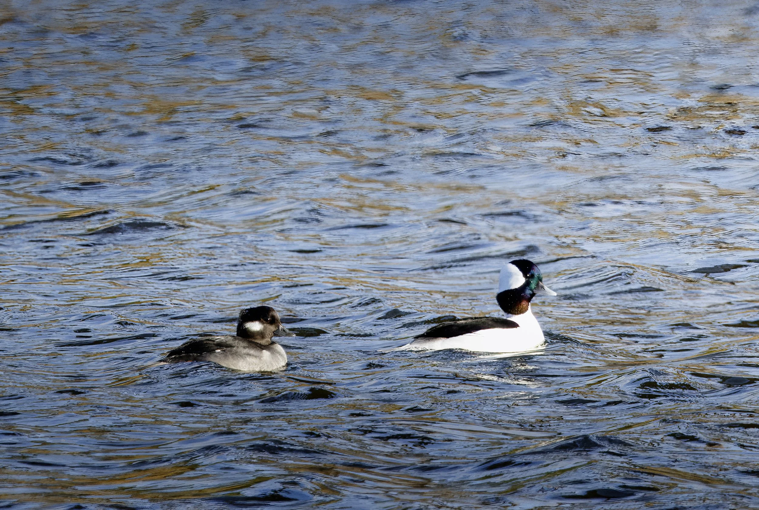 Bufflehead Ducks on the Eastern Shore