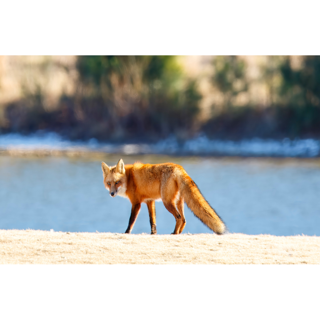 Red Fox