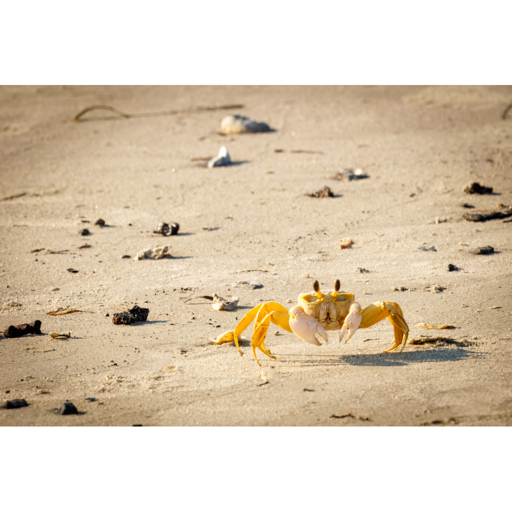 Ghost Crab on Cape Charles Beach