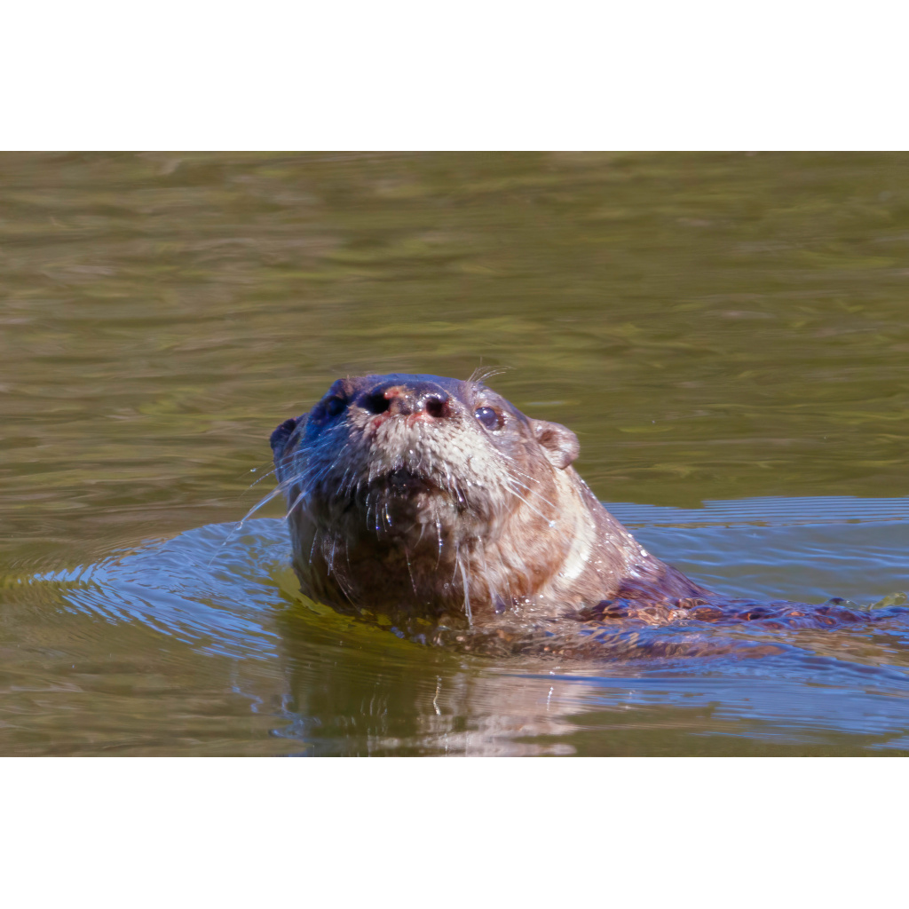 Otter Face