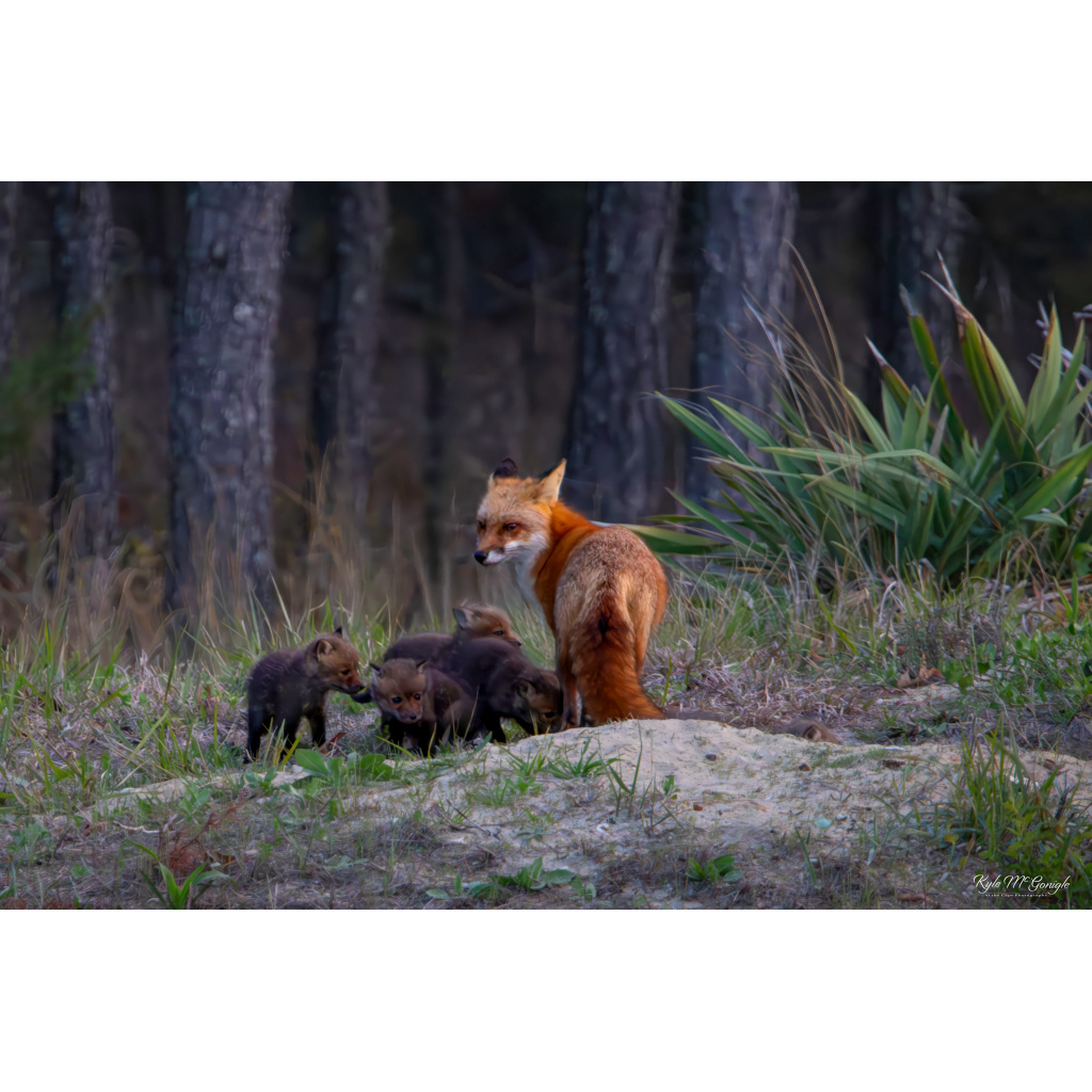 Red Fox with Kits