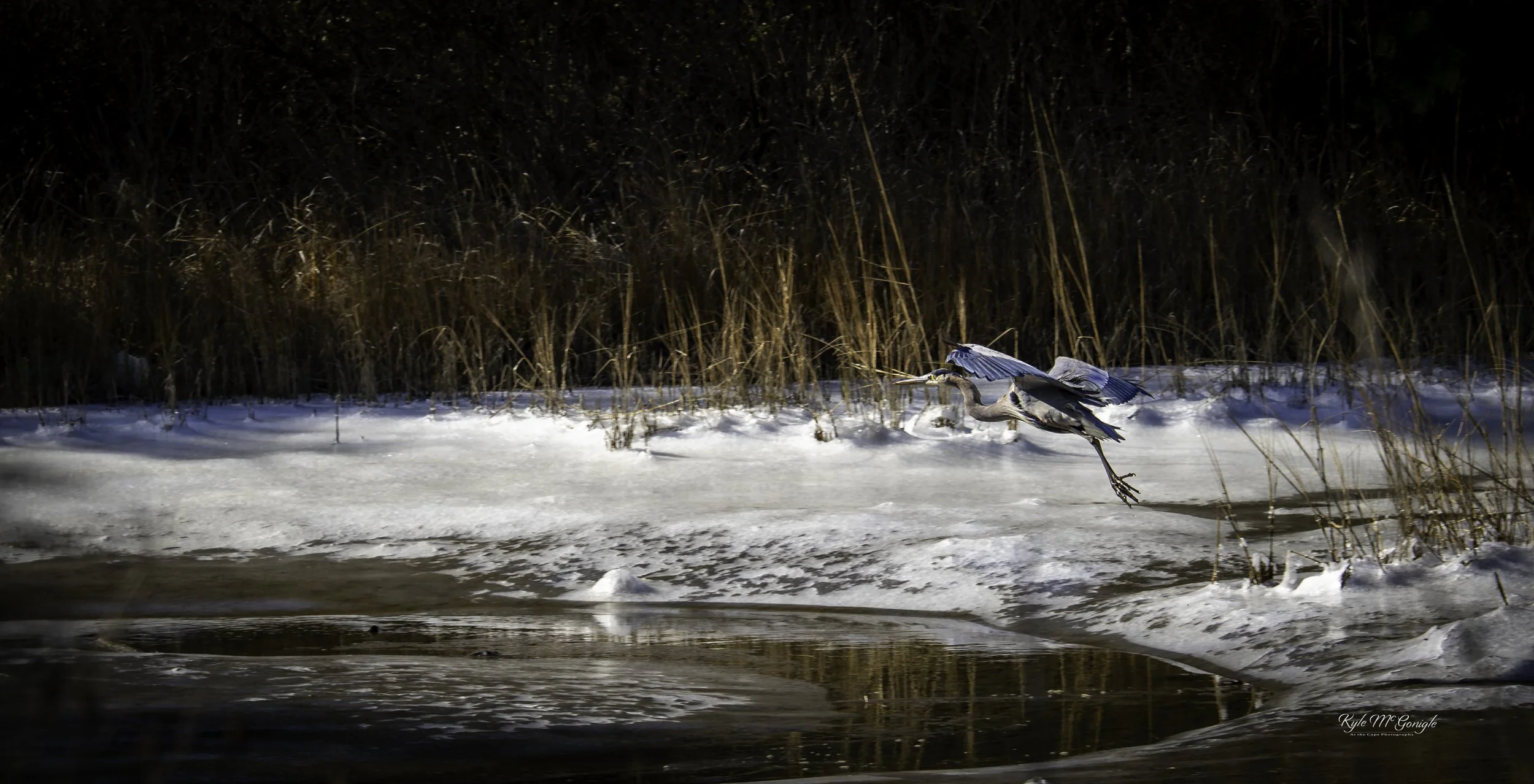 Great Blue Heron landing on a frozen pond in Cape Charles, VA