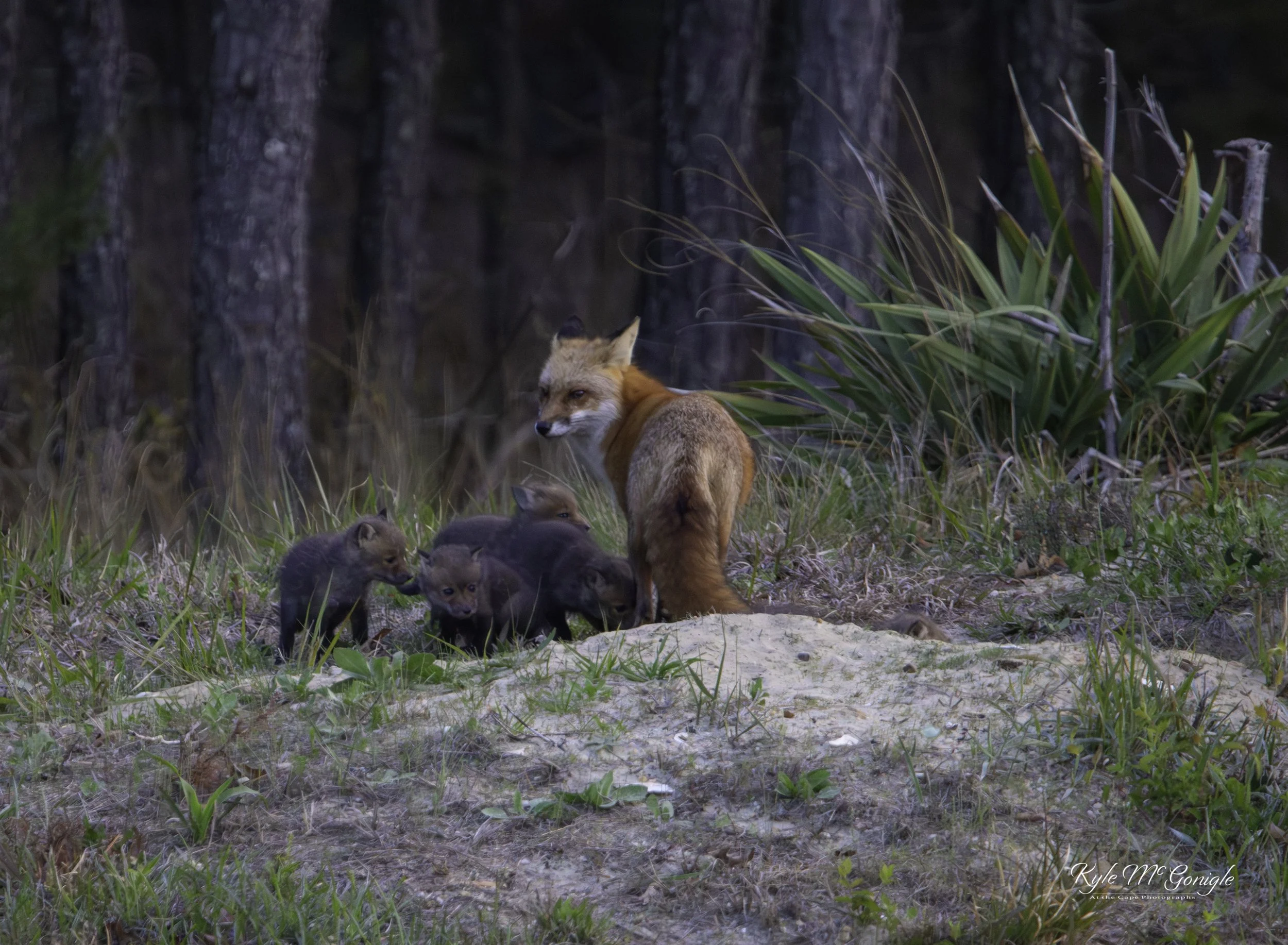 Fox Kits (4_2026).jpg