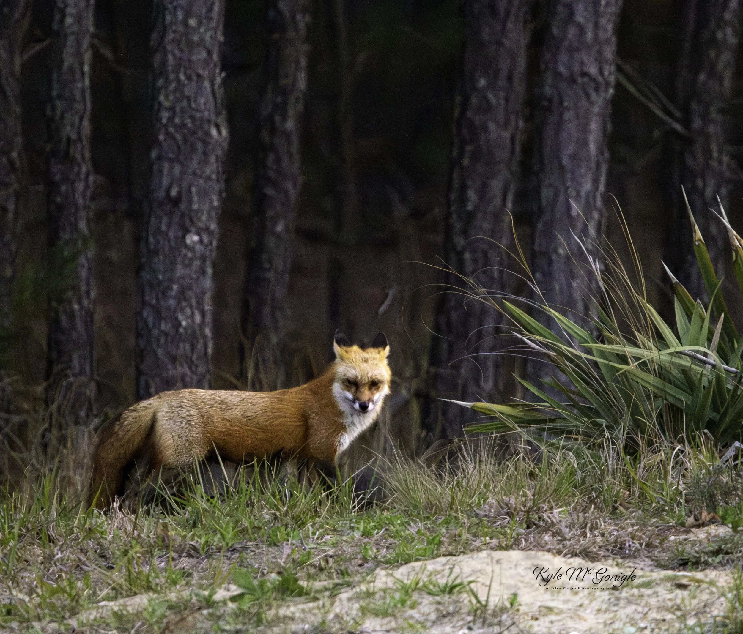 Mama Fox (4_2026).jpg