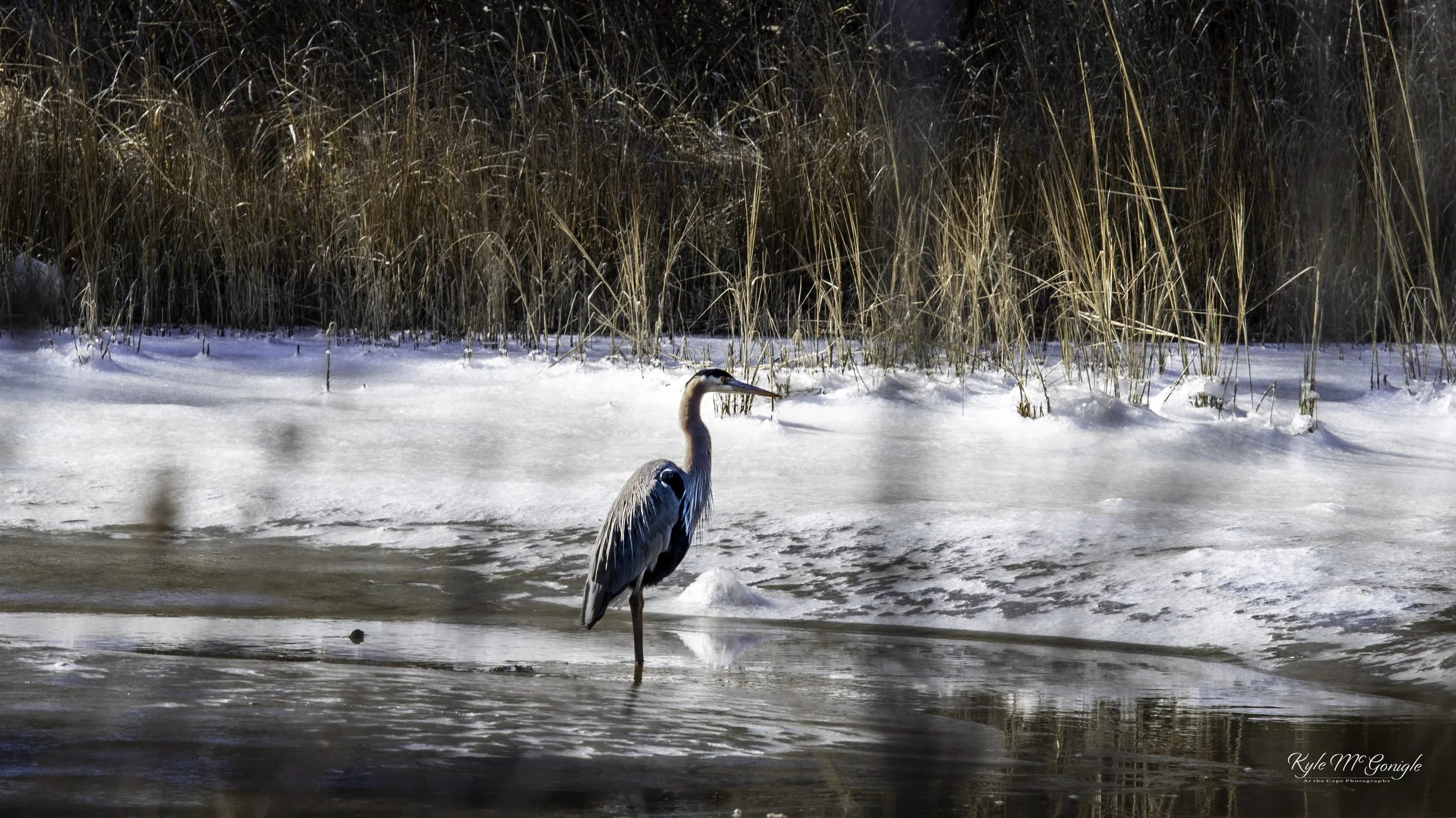 Great Blue Heron ice fishing in a local canal on a 25 degree winters day on the Eastern Shore