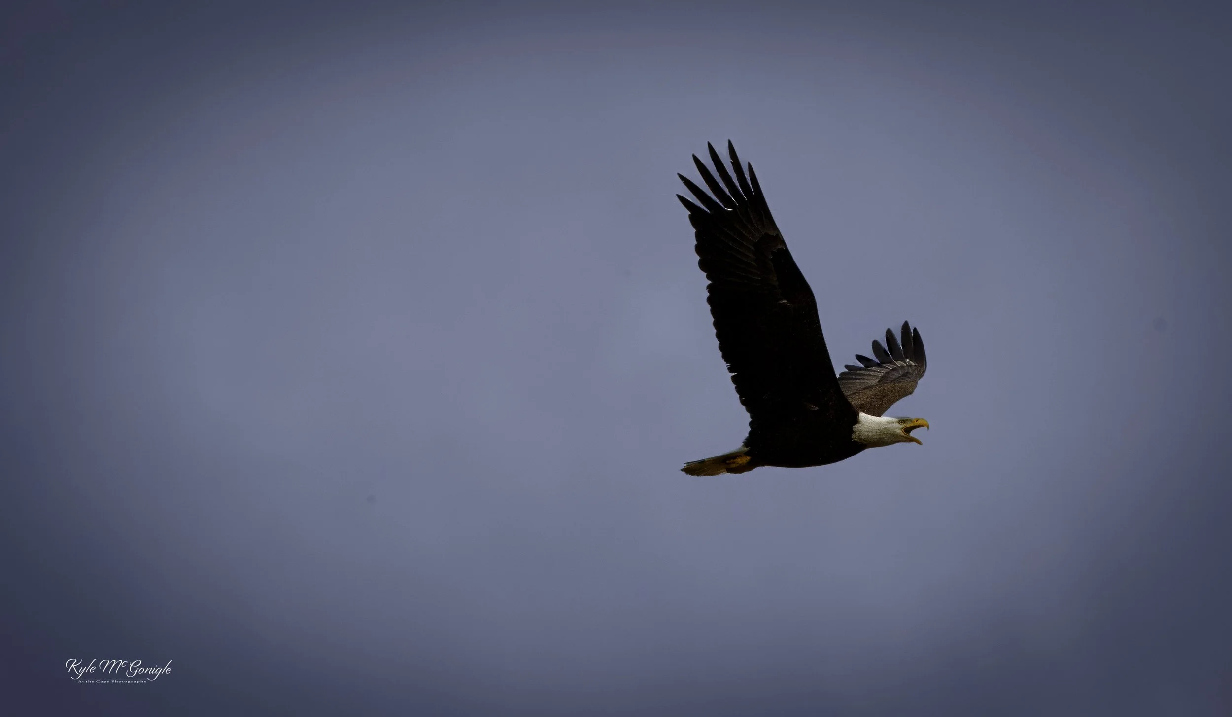 Female Eagle in flight.jpg