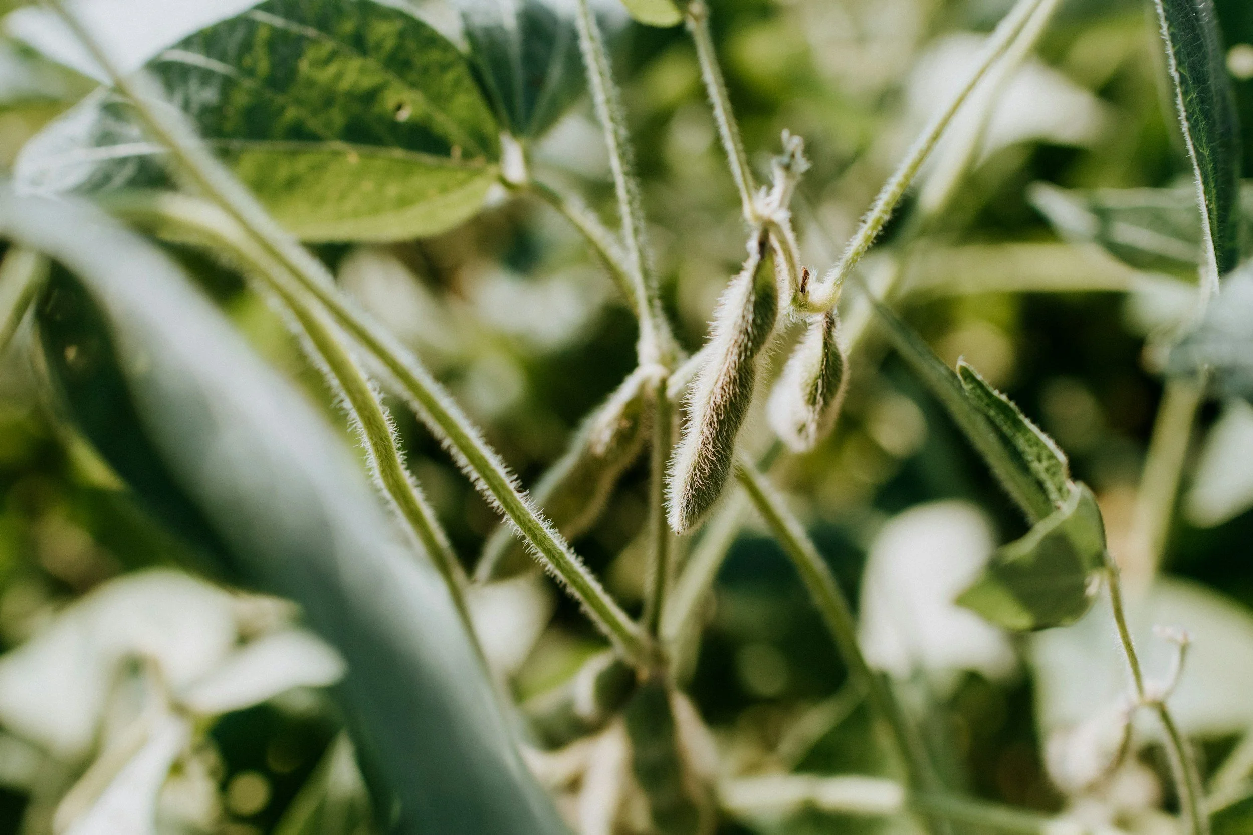 International Plant Based Food Groups Urge Leaders at COP27 to Set Clear Targets for Global Food System Transition in Favor of Plant-Based
