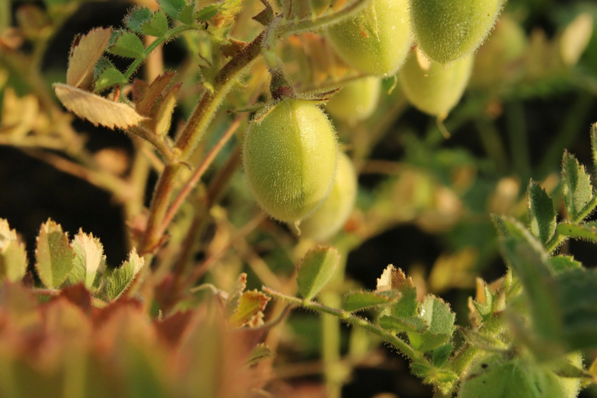 PBFI Public Comments to USDA on the Specialty Crops Competitiveness Initiative