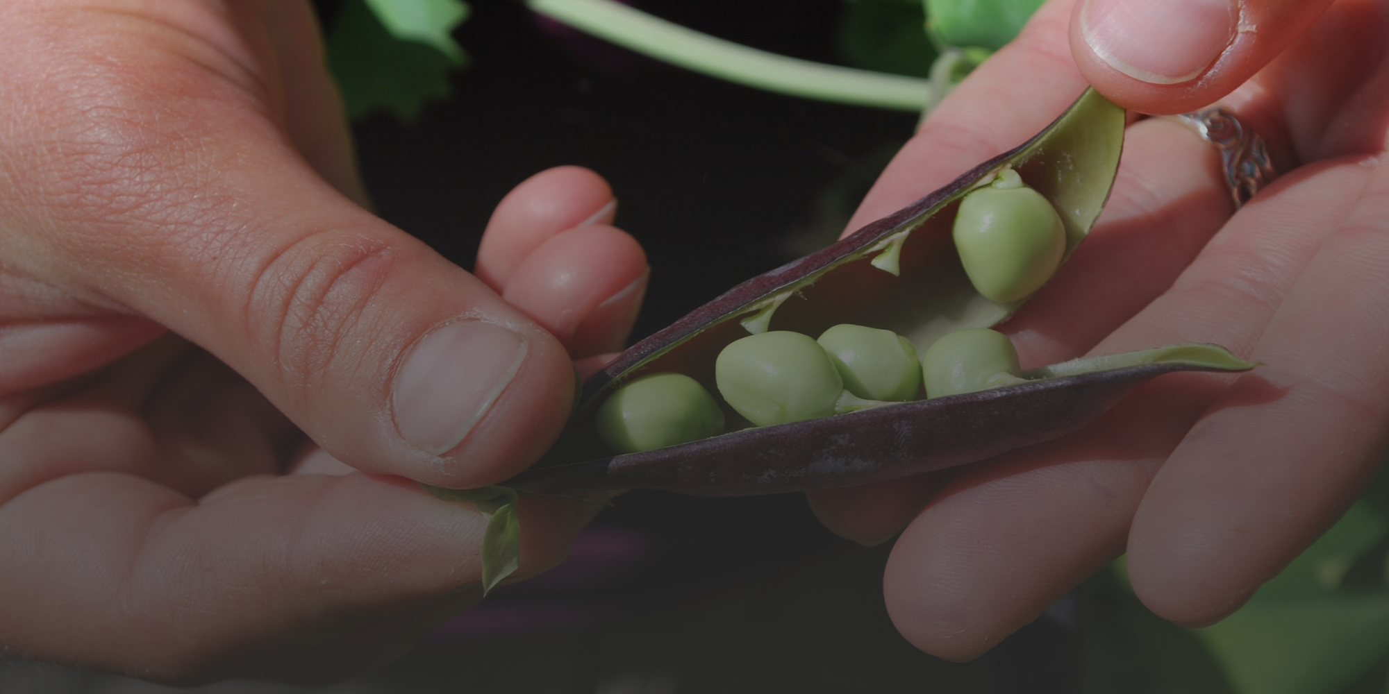 Person holding a pea pod