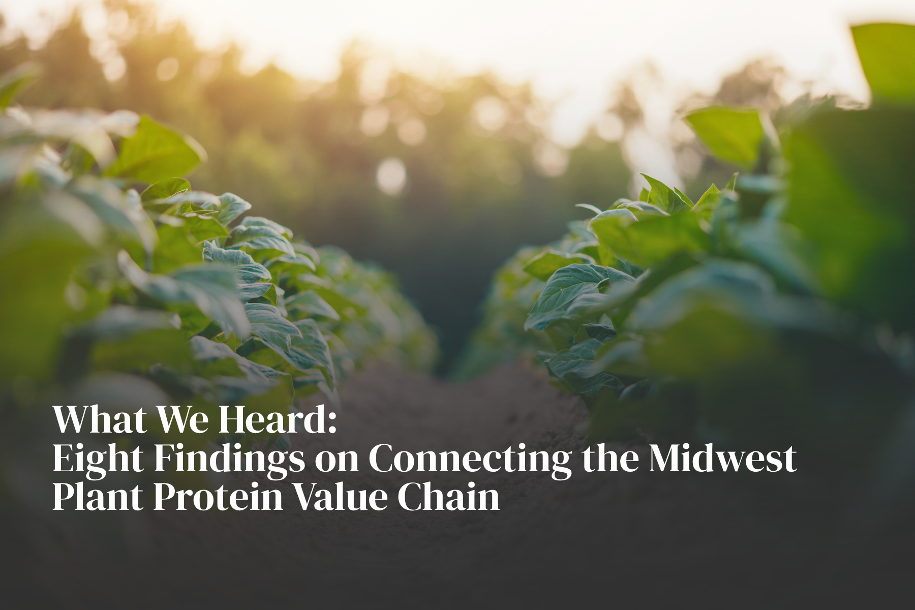 Image of plants in a field with caption "8 Findings on Connecting Midwest Plant Protein Value Chain"