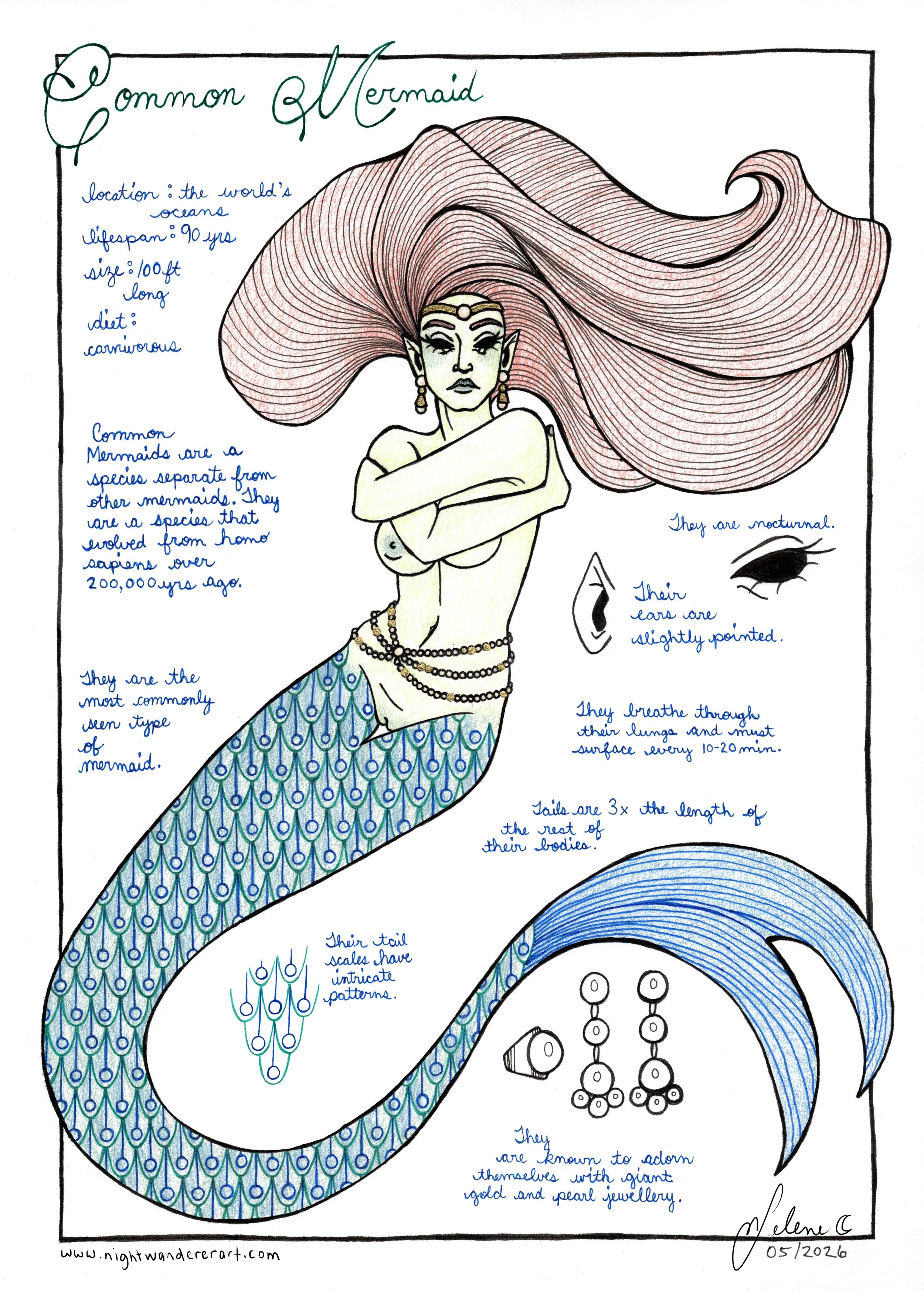 B1 Common Mermaid May 2026.jpg