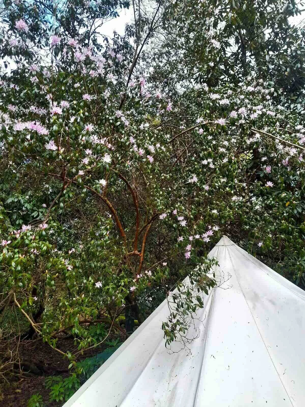 Tree with pink flowers next to a white canopy tent.
