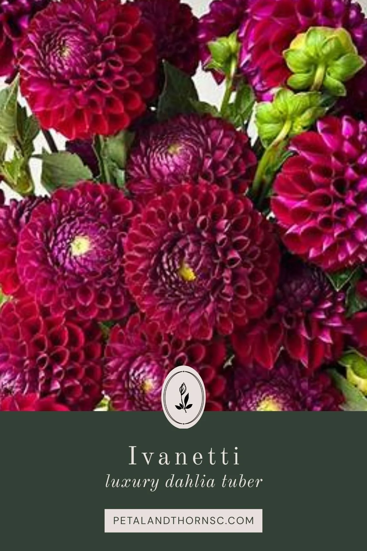 Ivanetti Dahlia Tuber