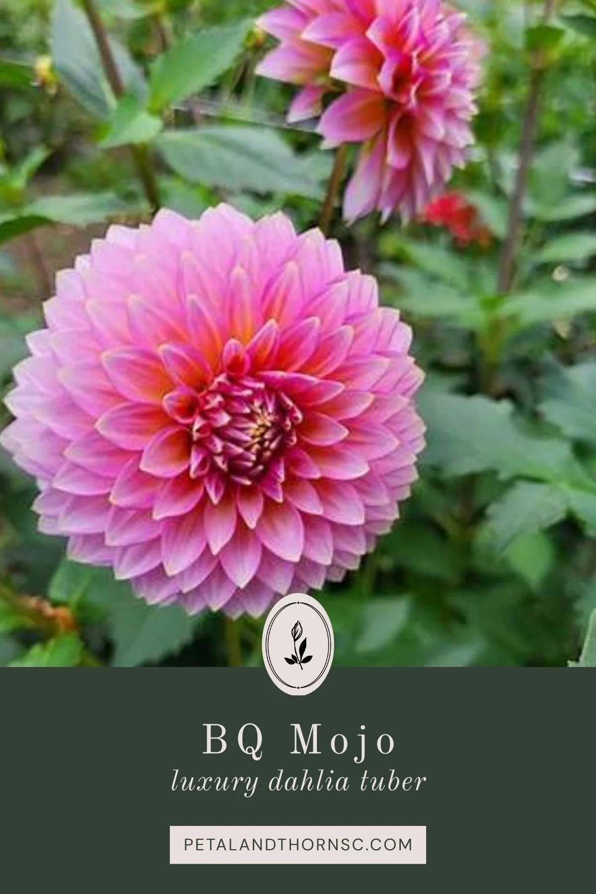 BQ Mojo Dahlia Tuber