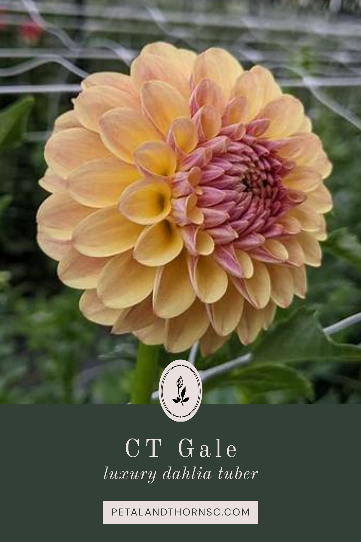 CT Gale Dahlia Tuber