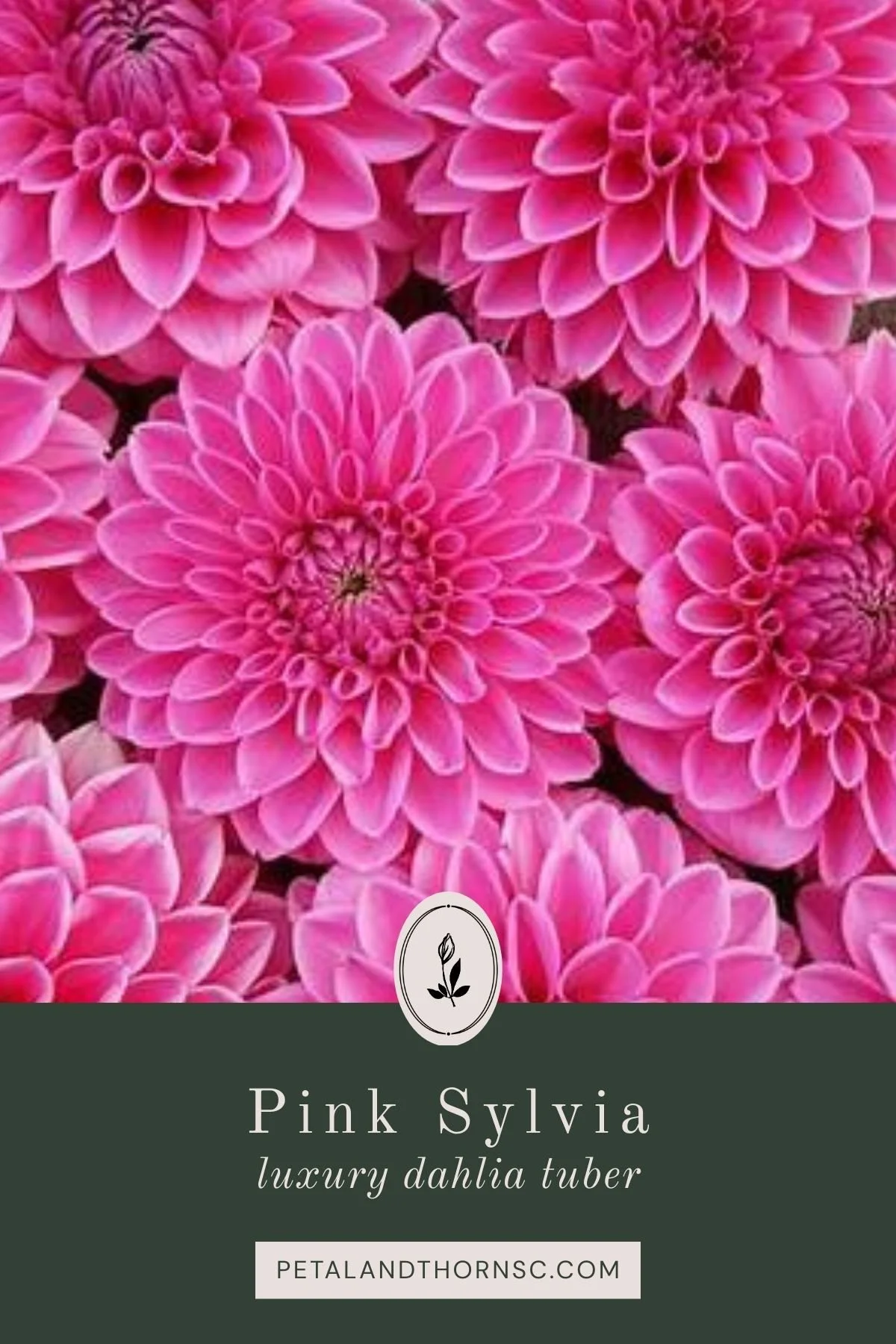 Pink Sylvia Dahlia Tuber