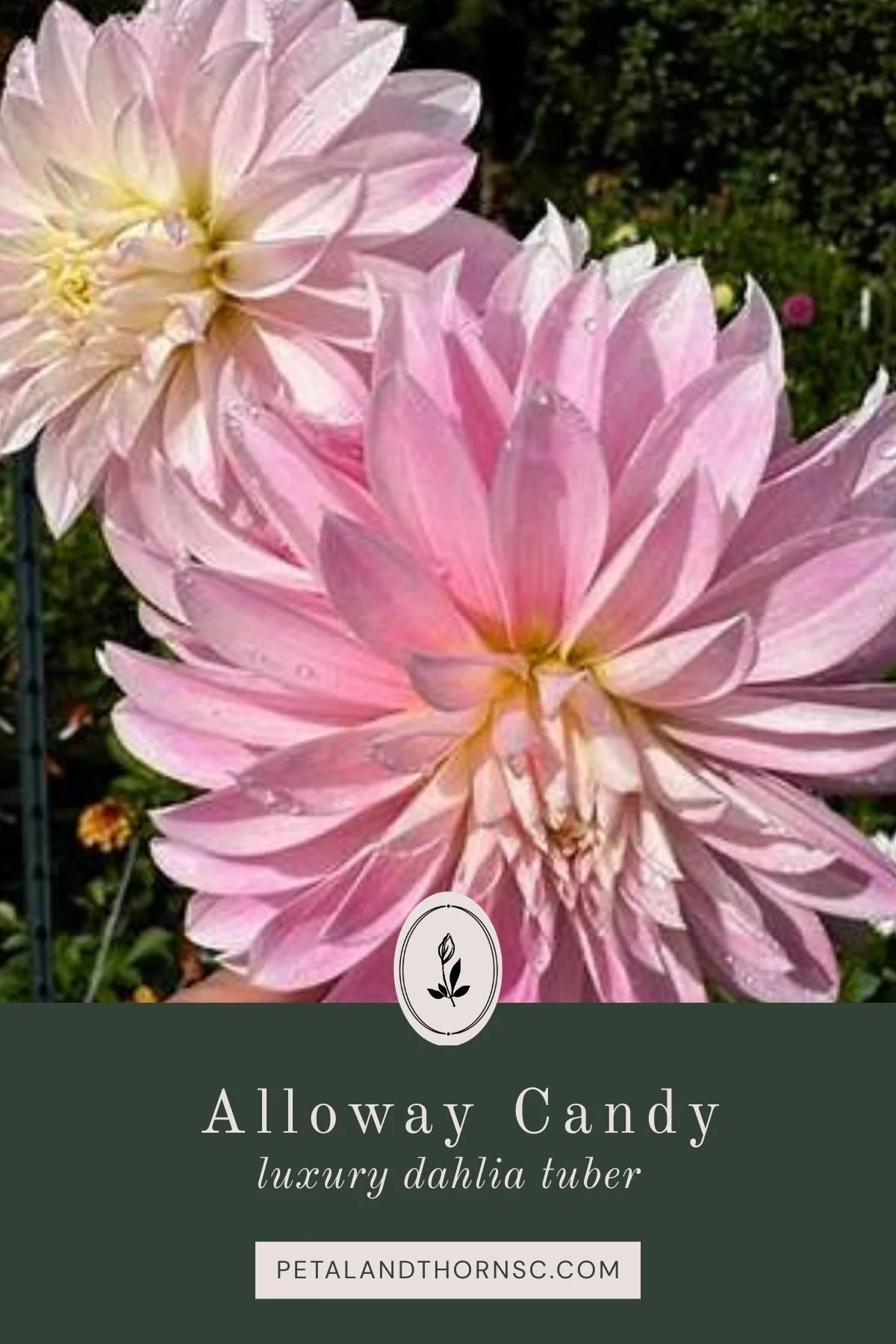 Alloway Candy Dahlia Tuber