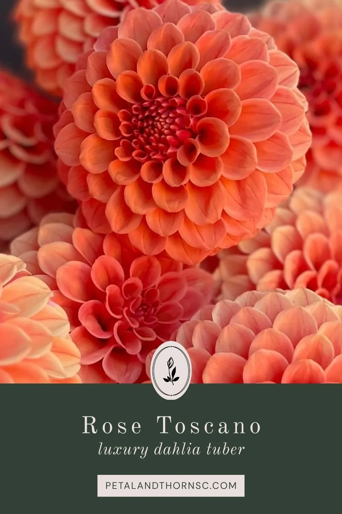 Rose Toscano Dahlia Tuber