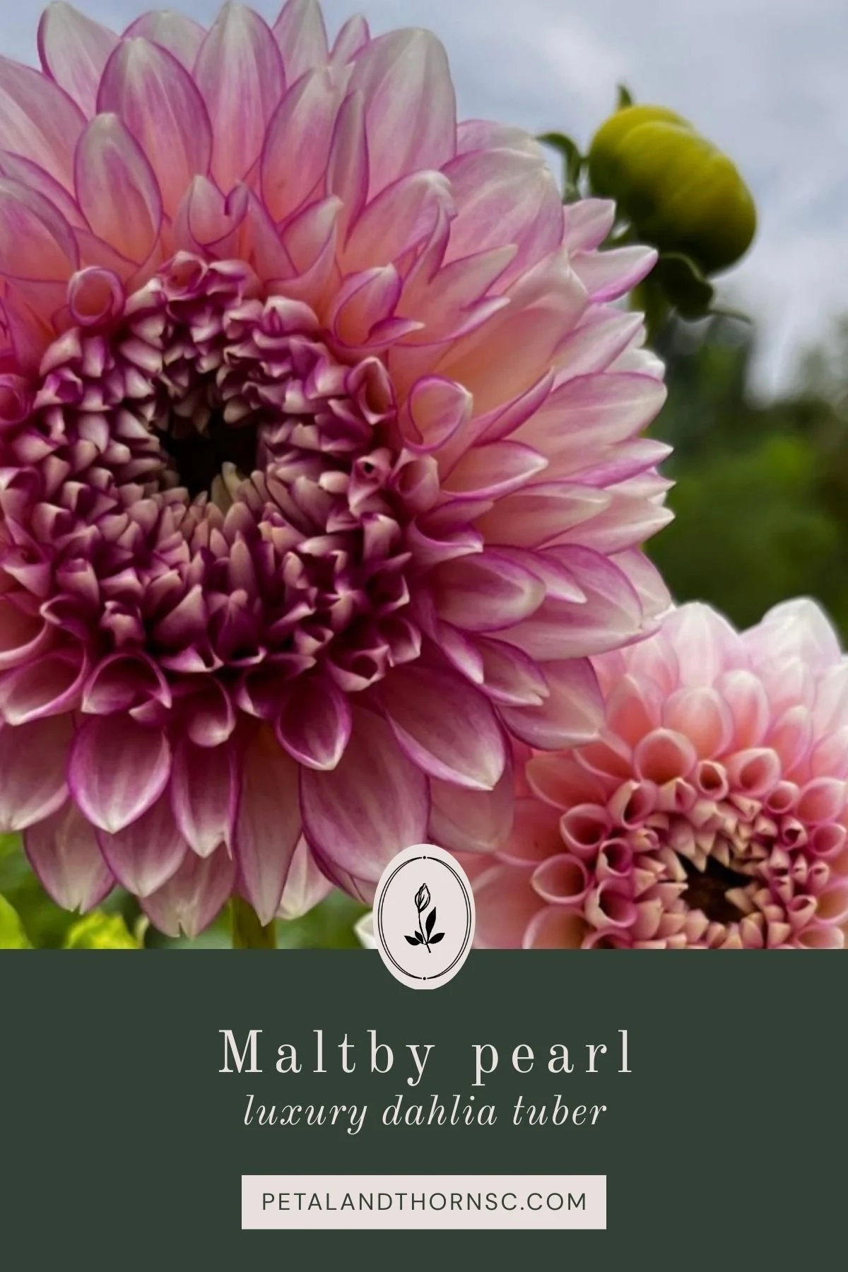 Maltby Pearl Dahlia Tuber