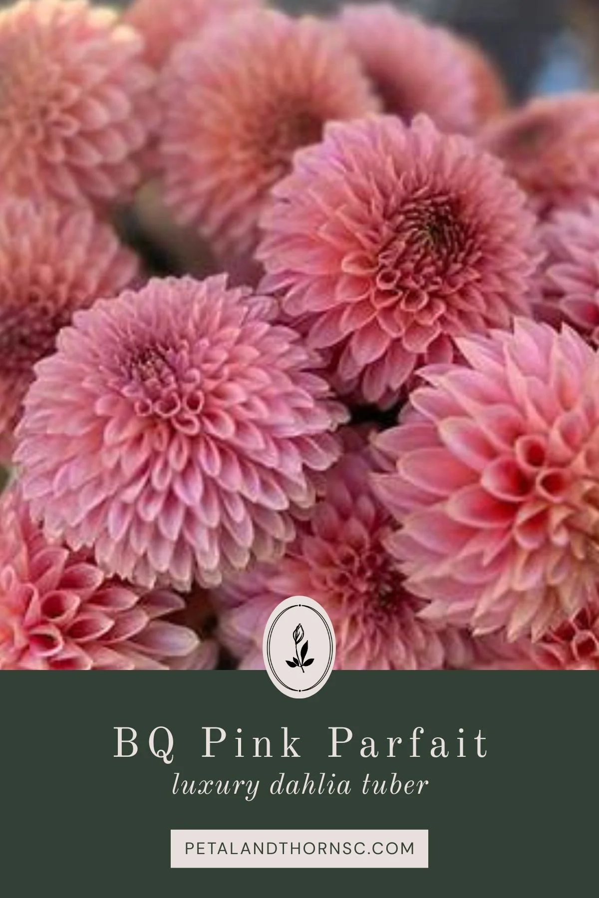 BQ Pink Parfait Dahlia Tuber