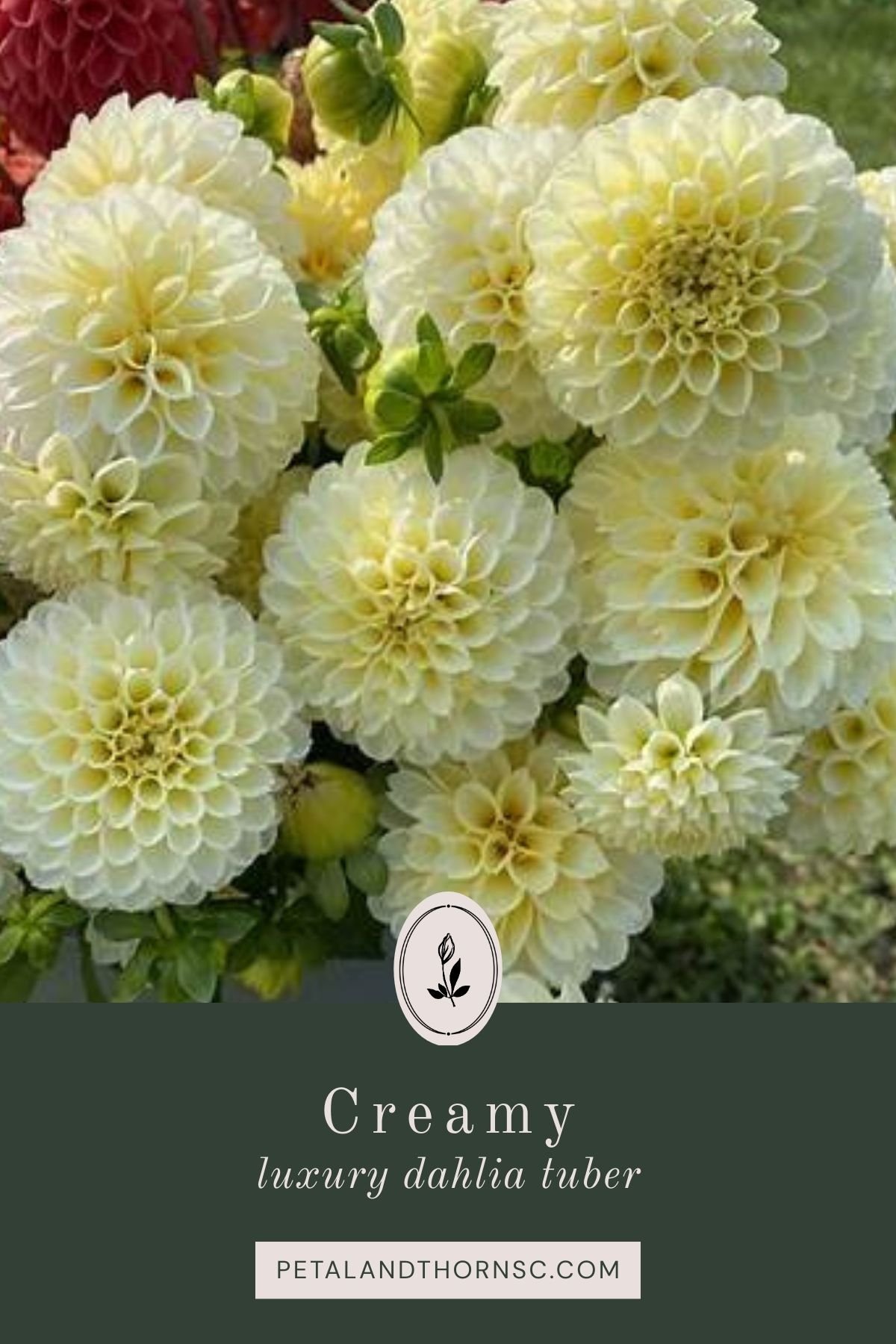 Creamy Dahlia Tuber