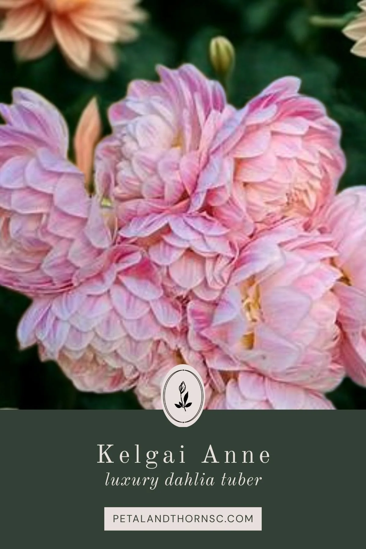 Kelgai Ann Dahlia Tuber