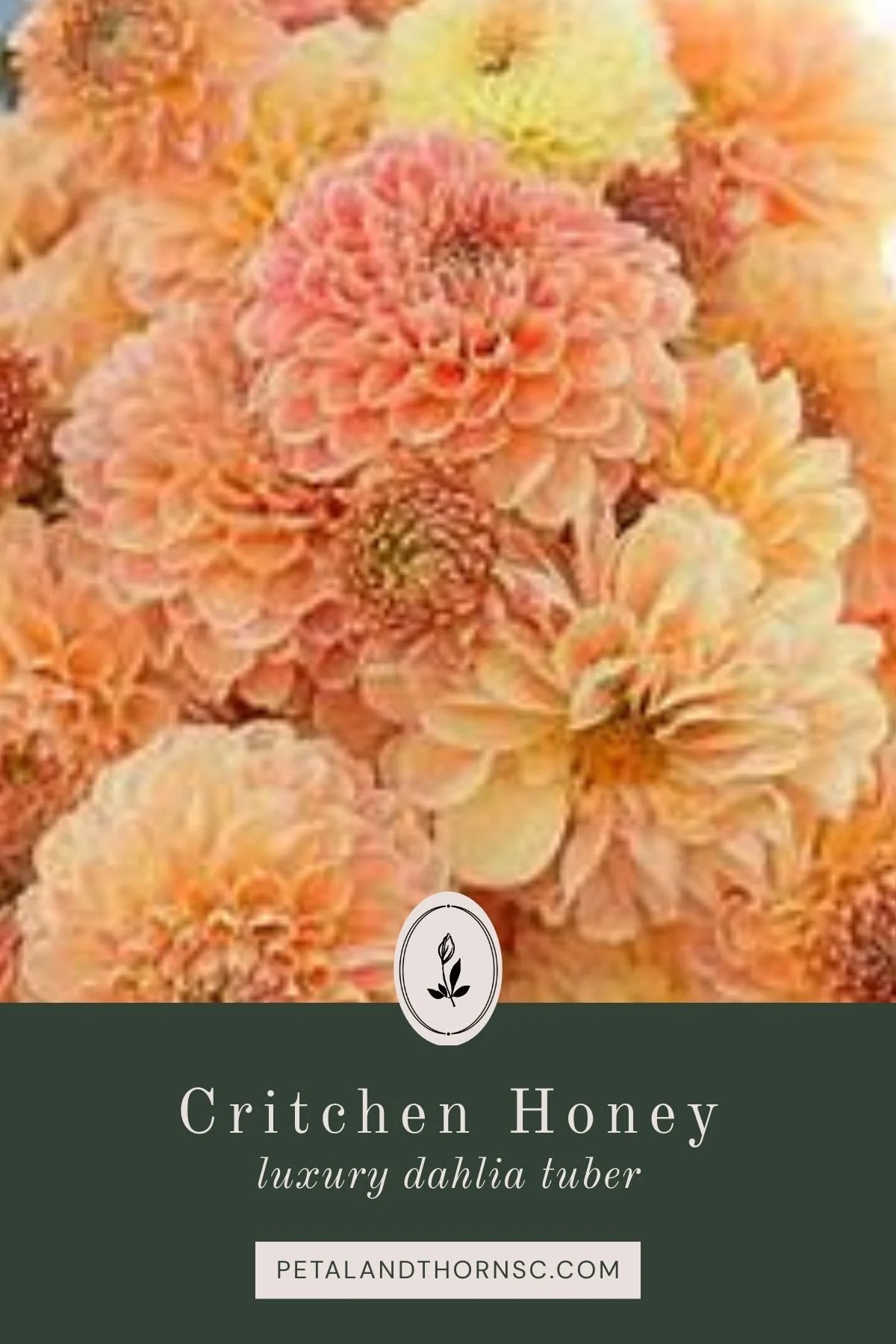 Crichton Honey Dahlia Tuber