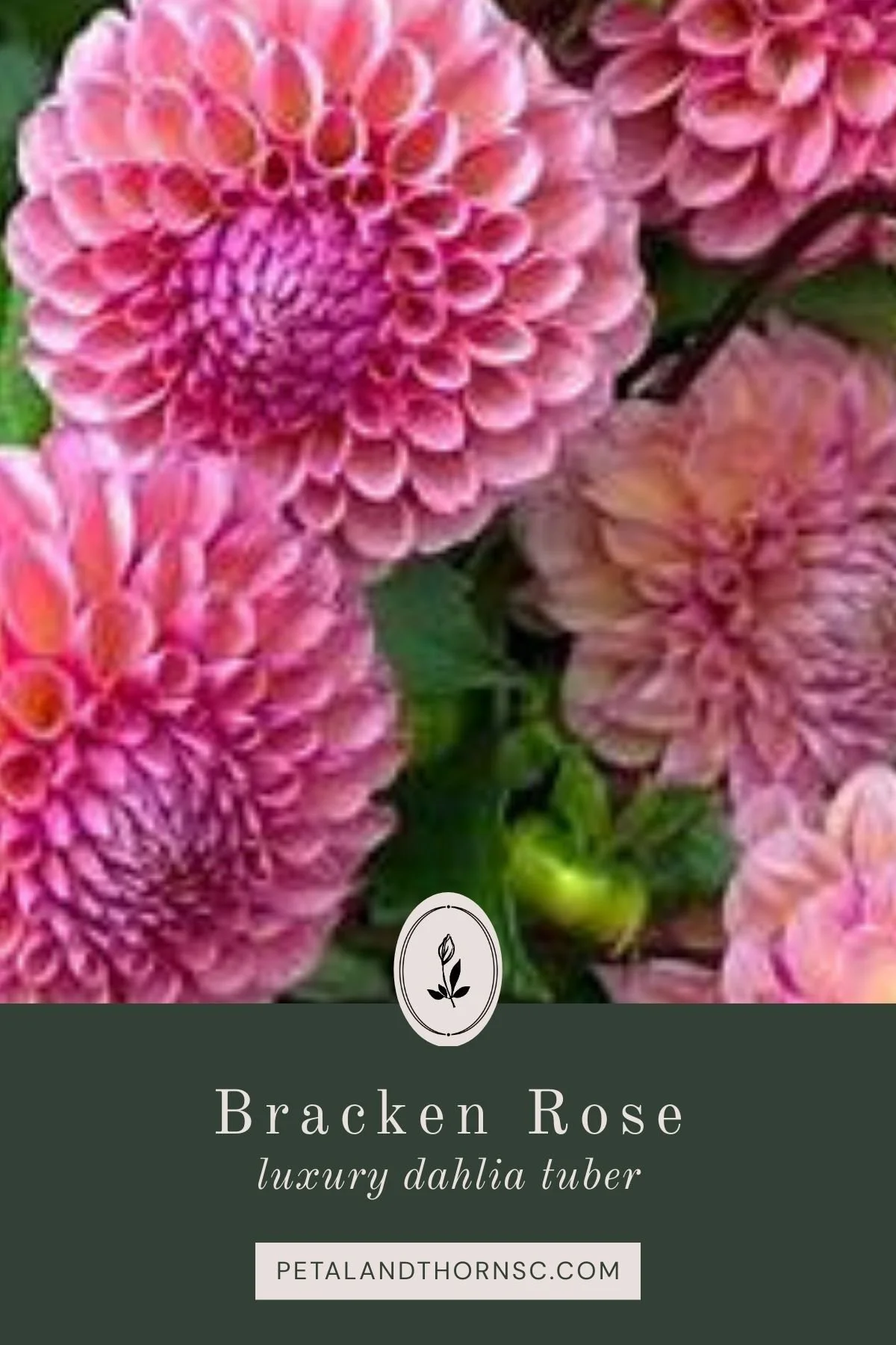 KA® Coral Sea Dahlia Tuber