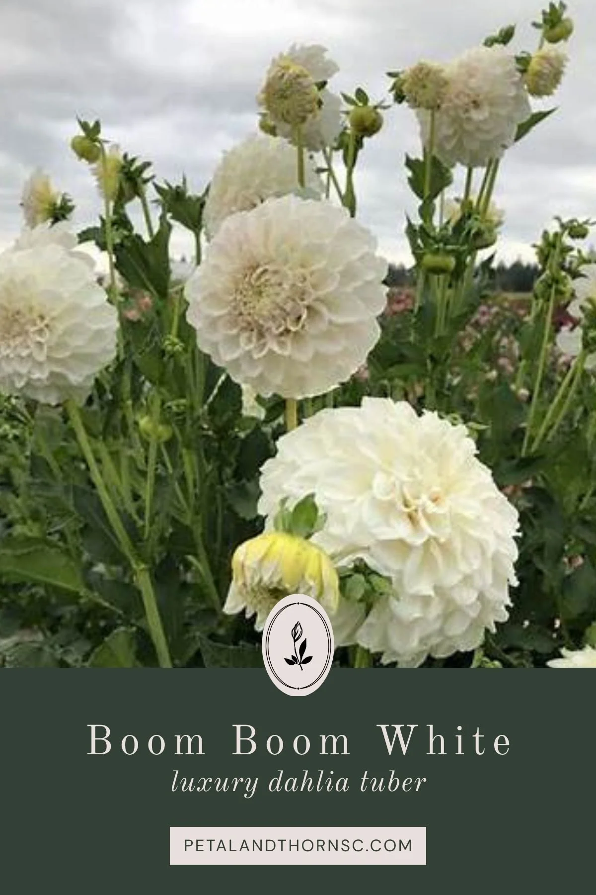 Boom Boom White Dahlia Tuber