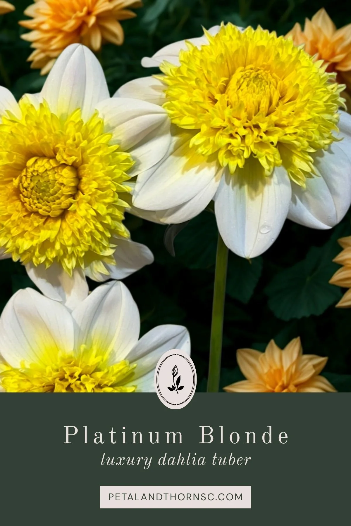 Platinum Blonde Dahlia Tuber