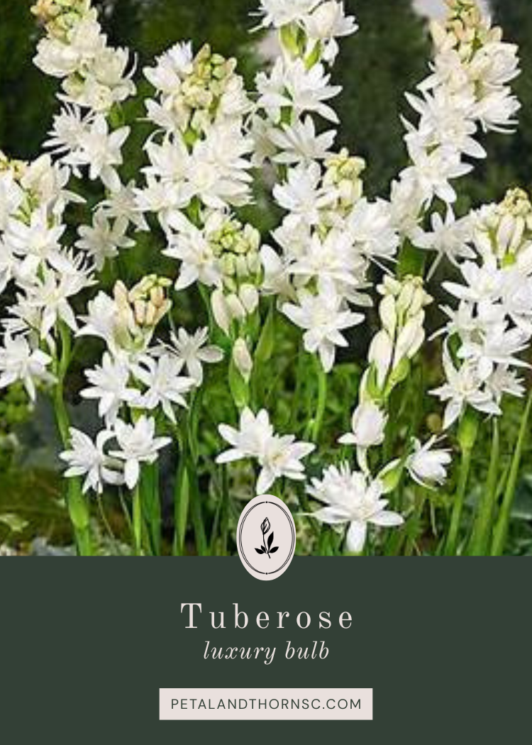 10 Luxury Tuberose Bulbs