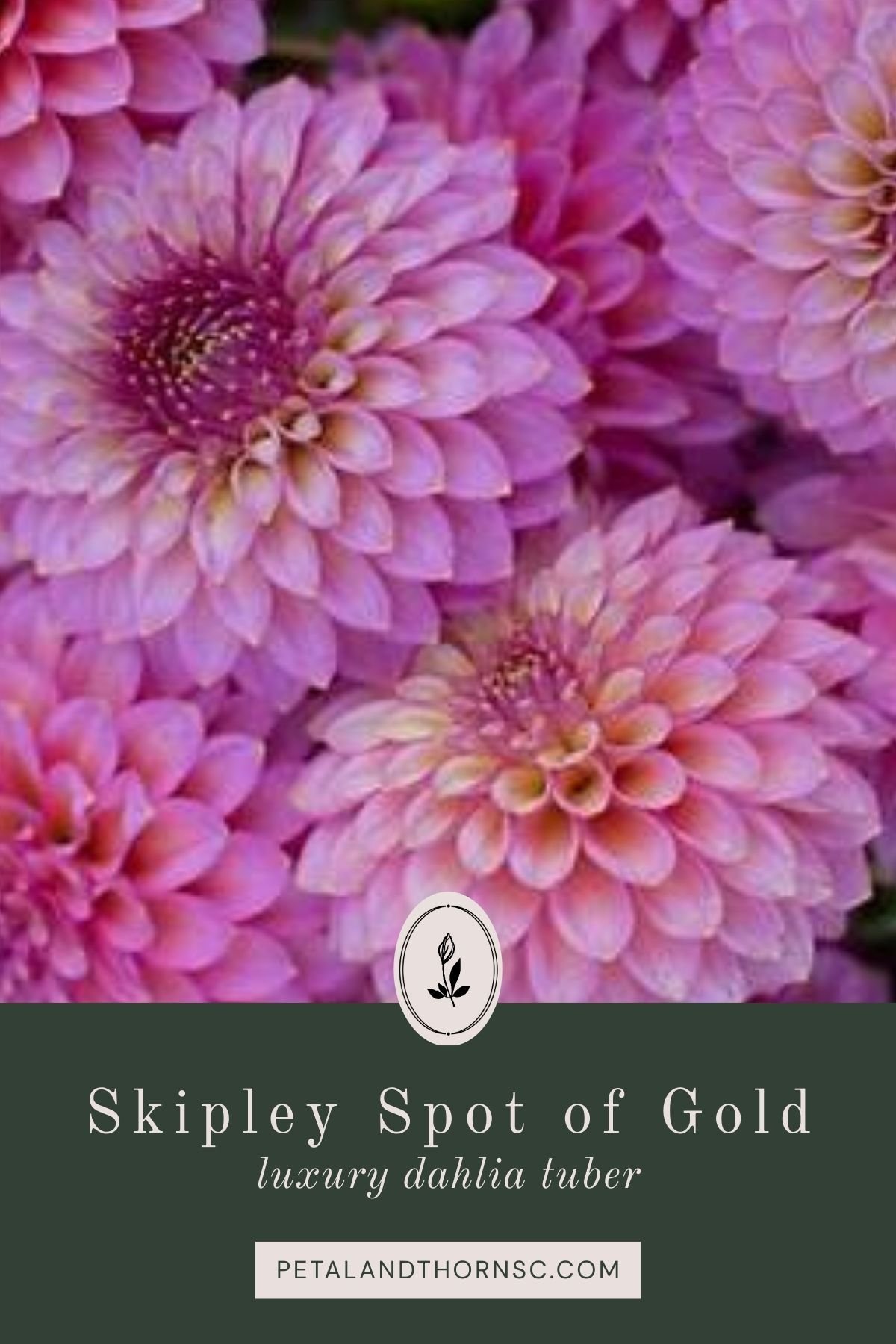 Skipley Spot of Gold Dahlia Tuber