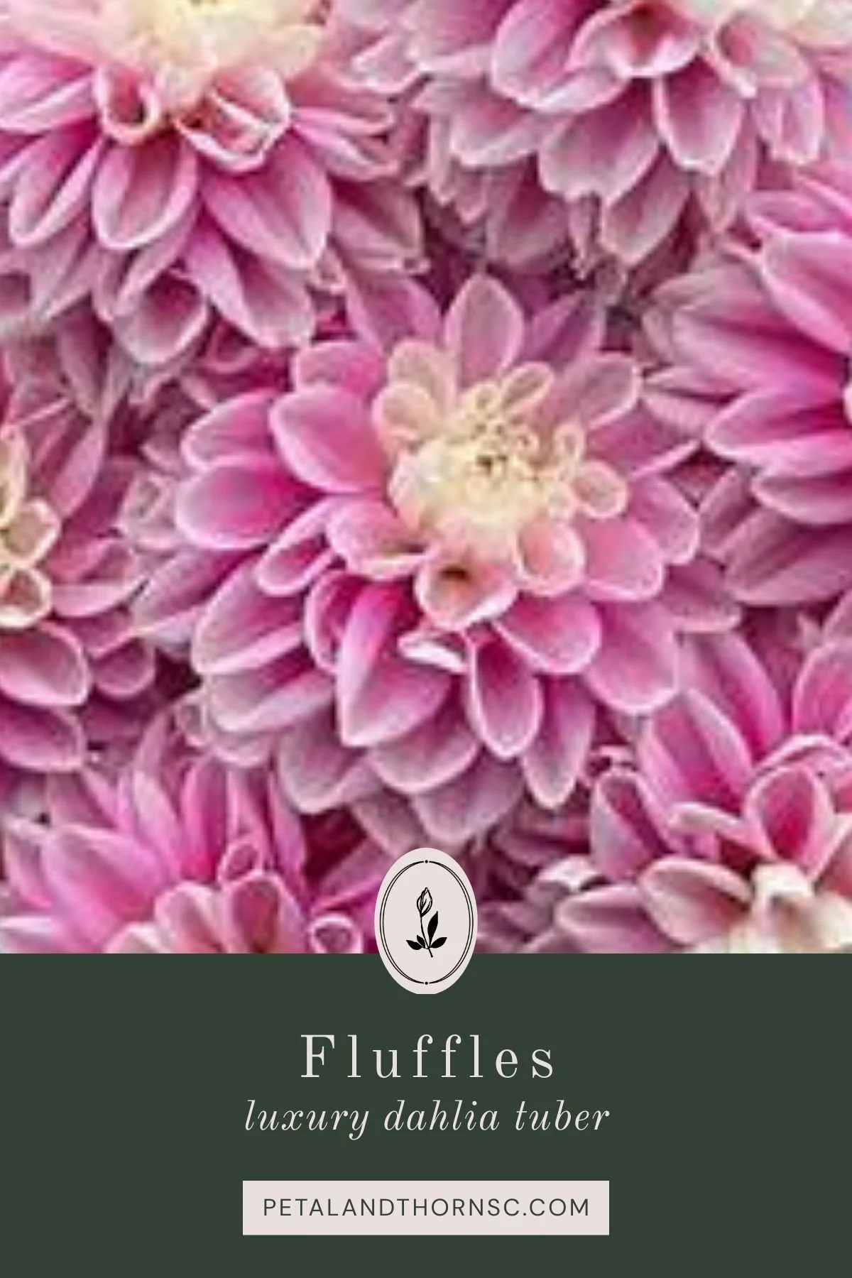 Fluffles Dahlia Tuber