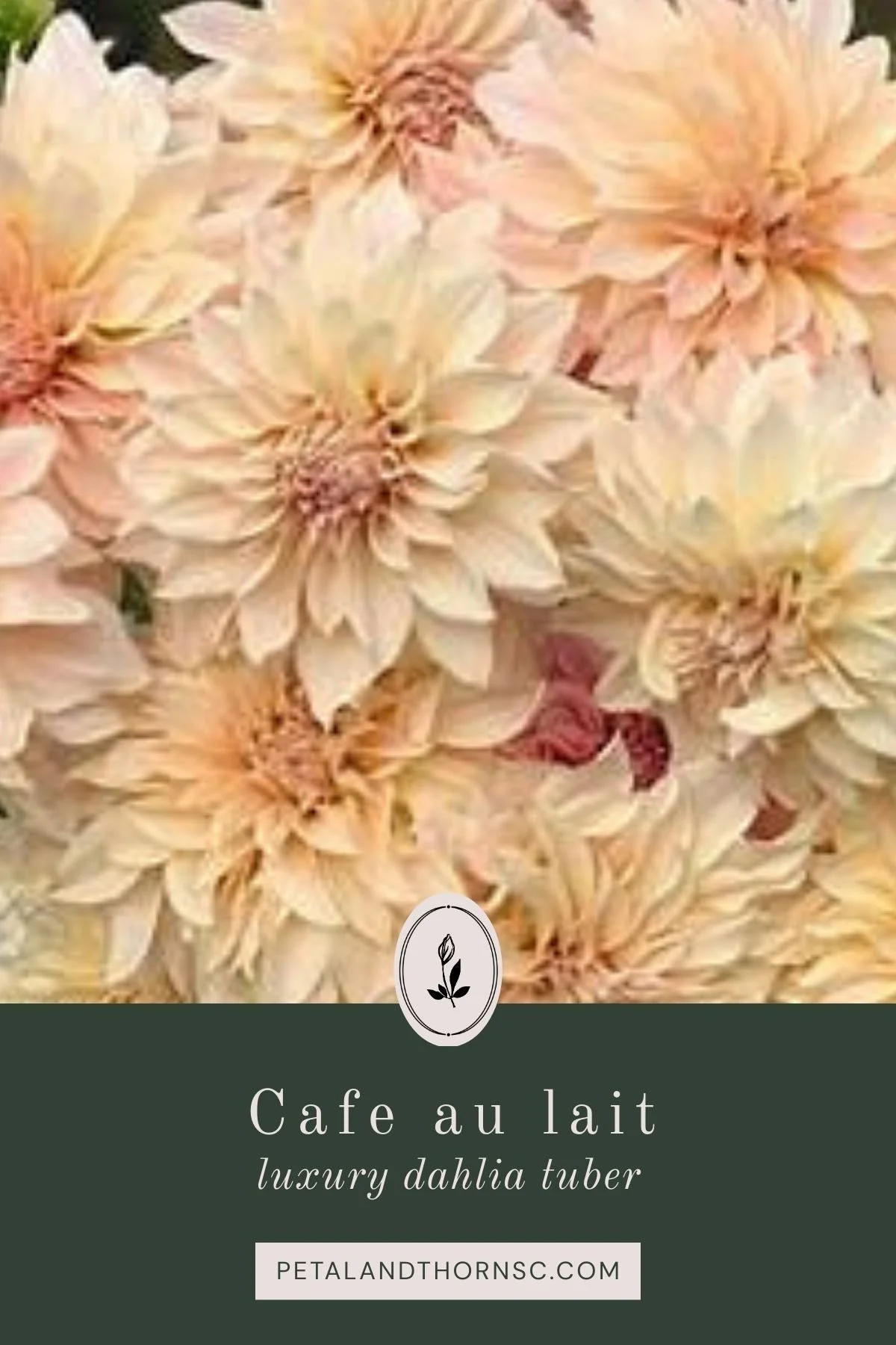 Café au Lait Dahlia Tuber