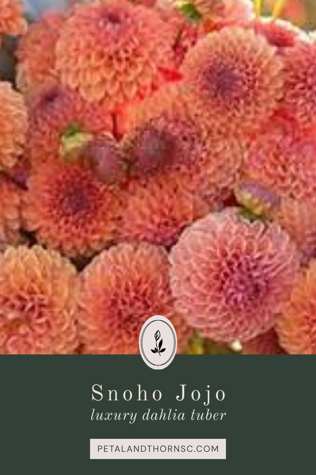 Snoho JoJo Dahlia Tuber