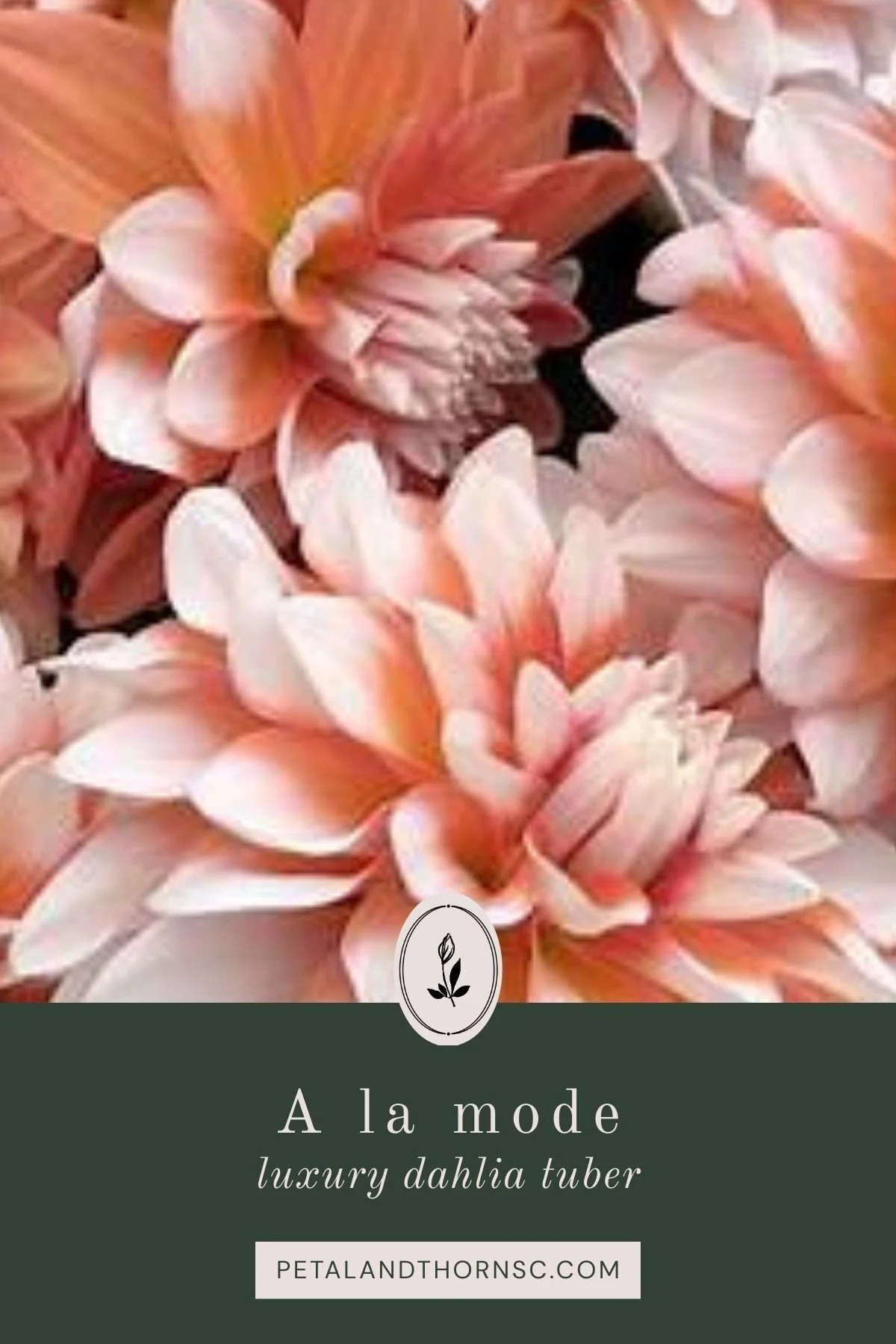 A La Mode Dahlia Tuber