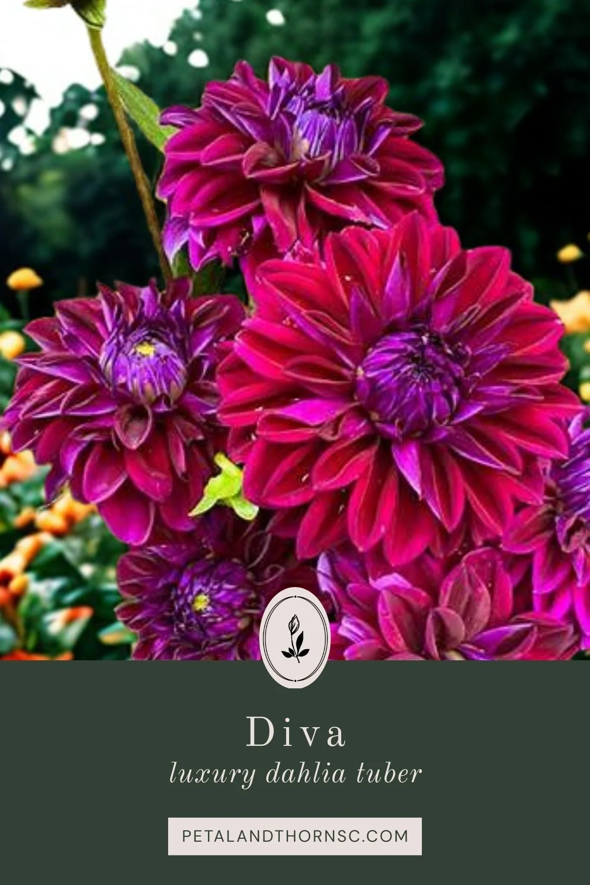 Diva Dahlia Tuber
